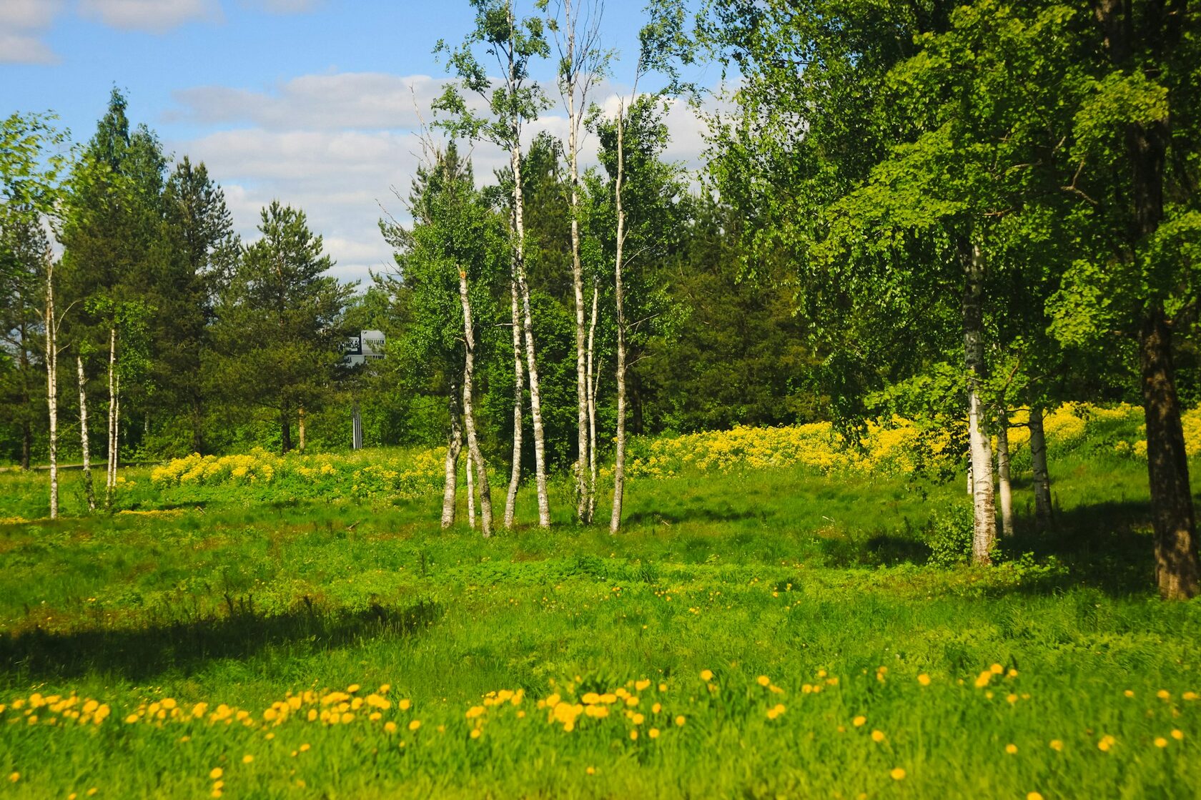 Молодой берёзовый лес на зелёном лугу, деревня Лубня