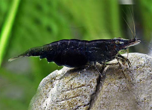 Черная сакура (Neocaridina heteropoda var. Black.)