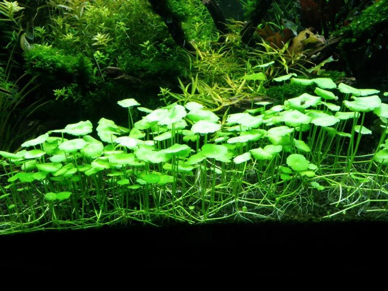 Гидрокотила мутовчатая (Hydrocotyle verticillata)