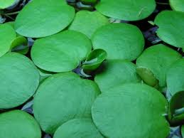 Лимнобиум (Limnobium laevigatum)