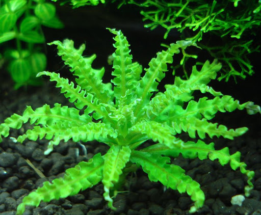 Погостемон хелфери (Pogostemon helferi)