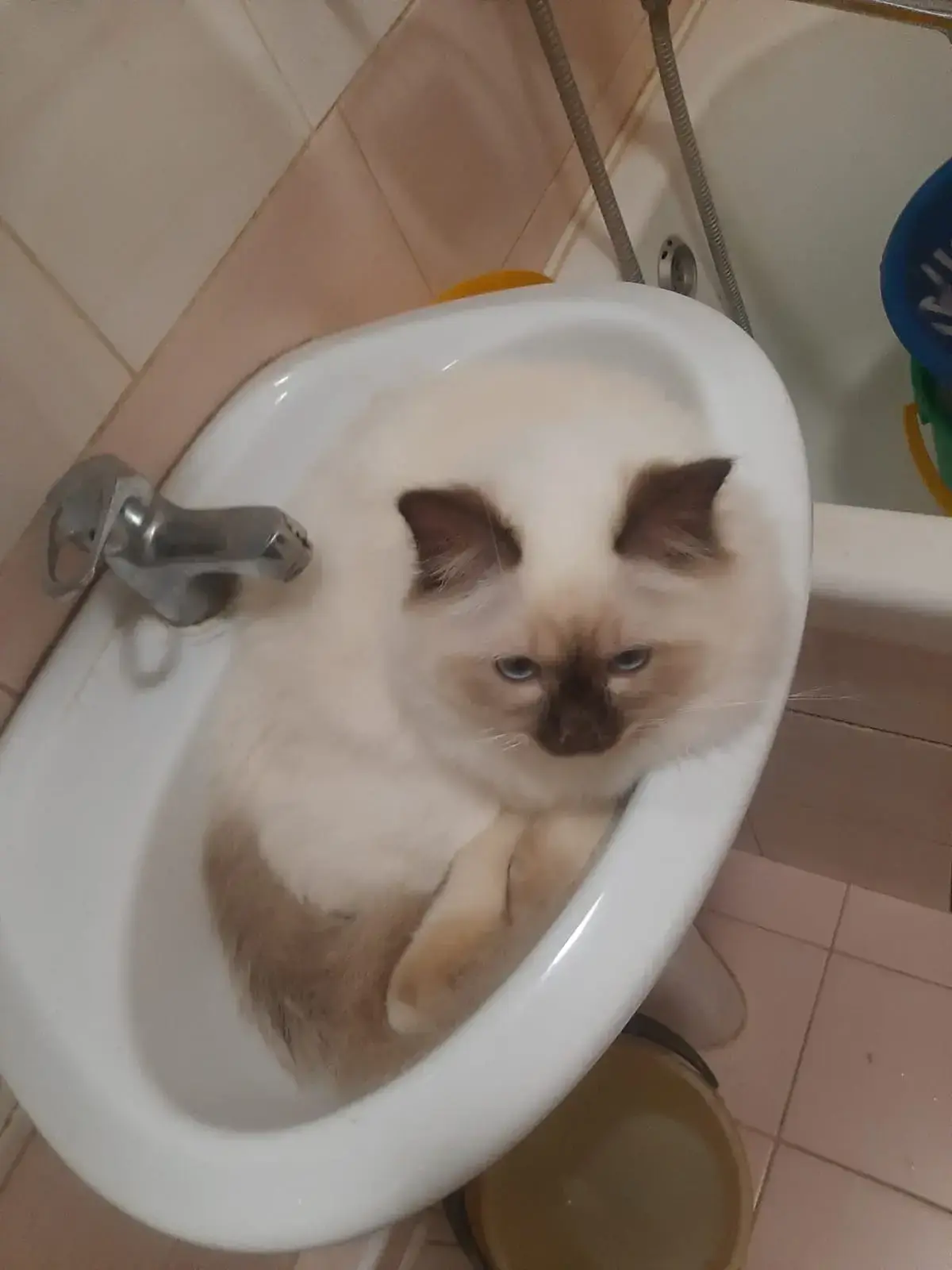 Мистер Дарси, британский котёнок, 9 месяцев