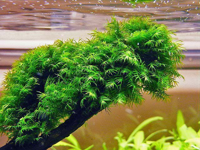 Мох феникс (Phoenix Moss)