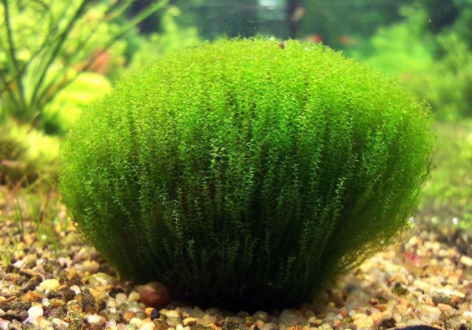 Мох Лептодиктиум рипариум Стринги (Leptodictyim riparium Stringy)