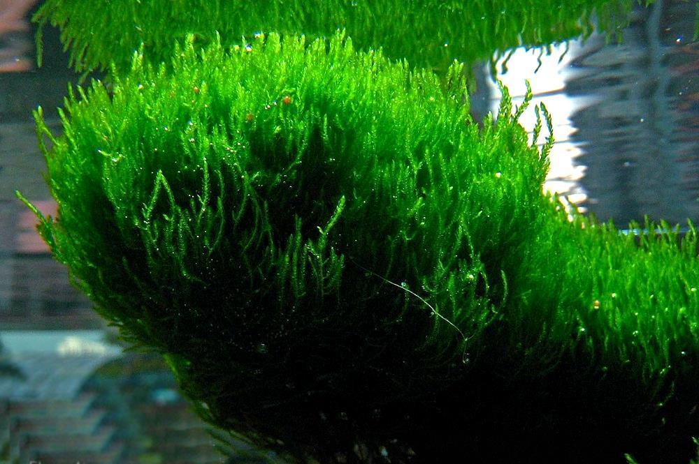 Мох Пламя (Taxiphyllum sp. Flame Moss)