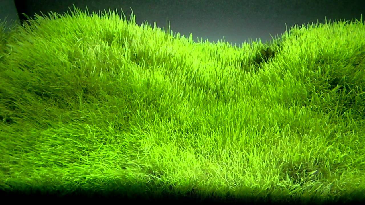 Утрикулярия граминифолия (Utricularia graminifolia)