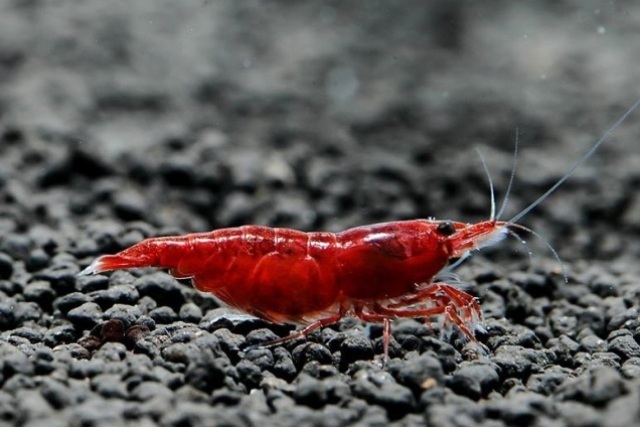 Кровавая мэри (Neocaridina Bloody Mary)