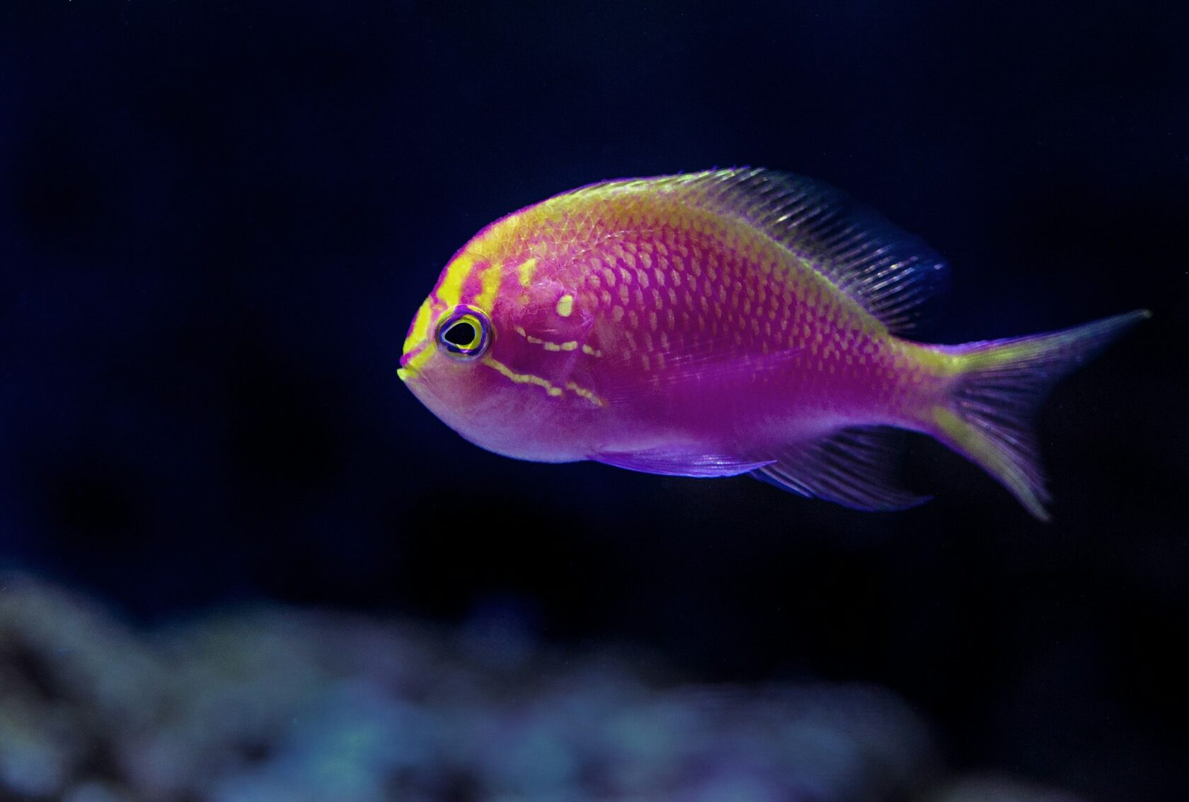 Anthias