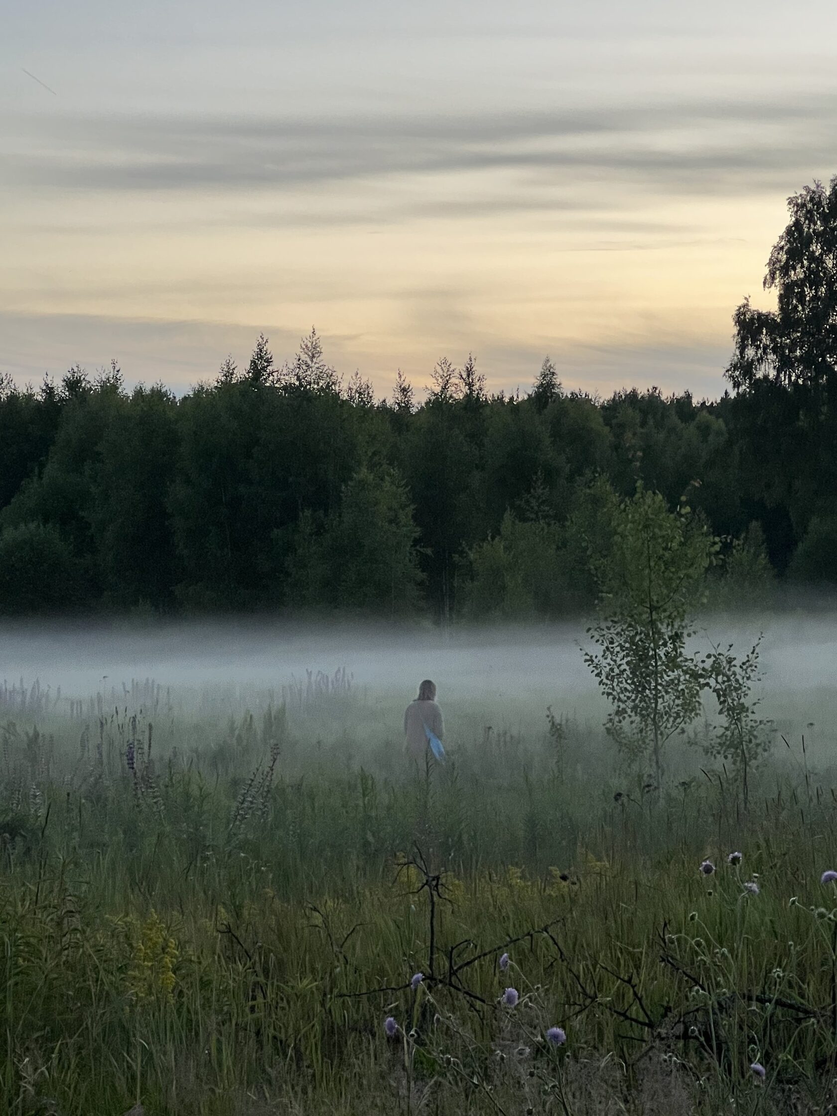 Утренний туман и солнечные лучи в лесу