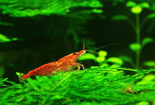 Вишни (Neocaridina Red Cherry Shrimp)