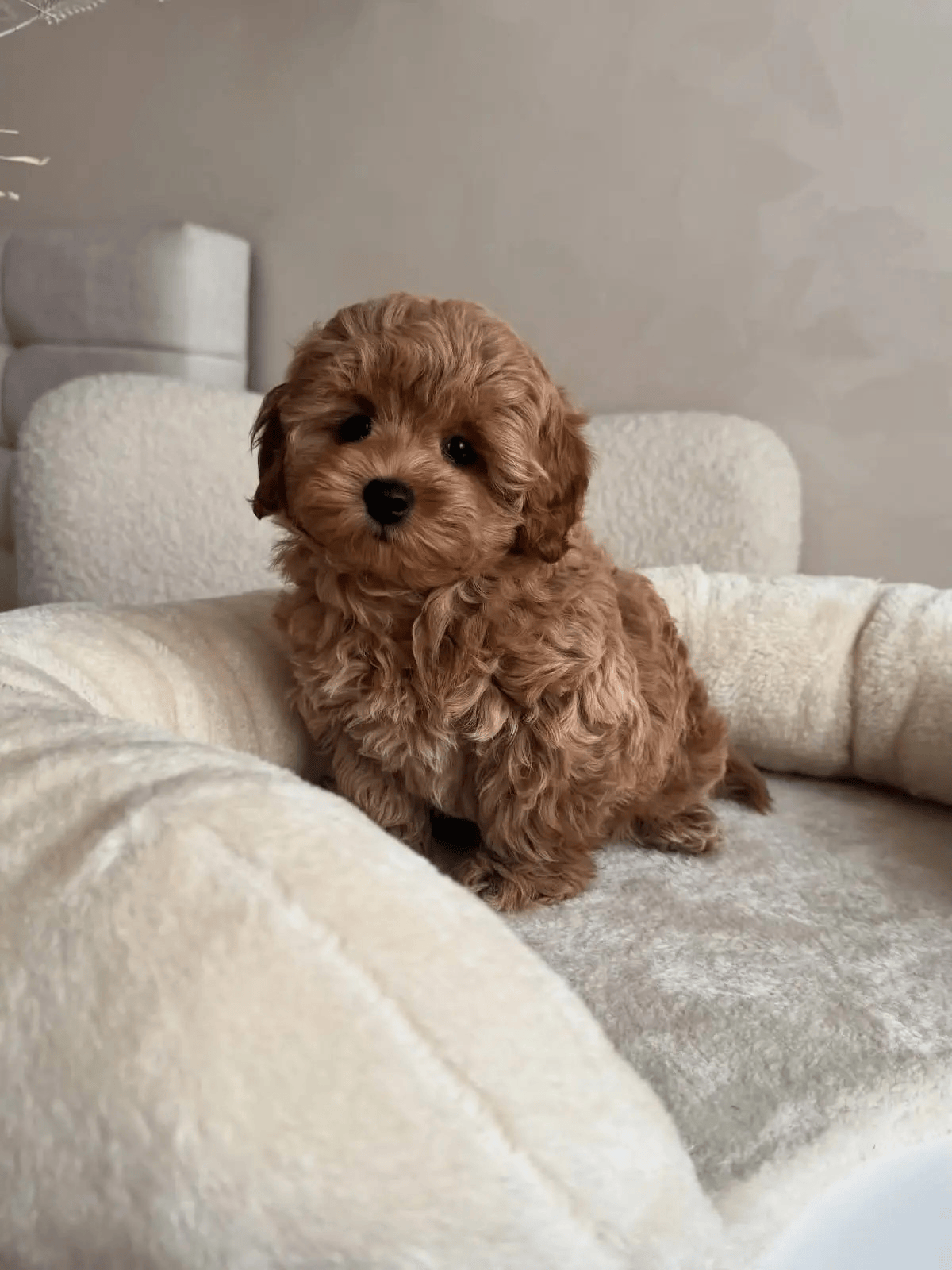 Chloe — рыжая девочка