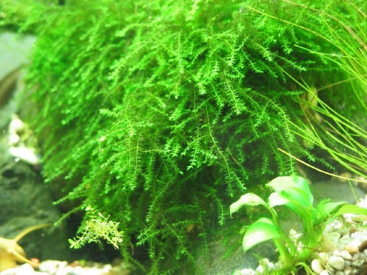 Мох бабл (Bubble moss)