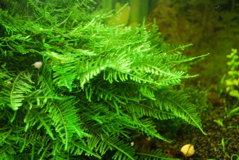 Мох рождественский (Christmas moss)
