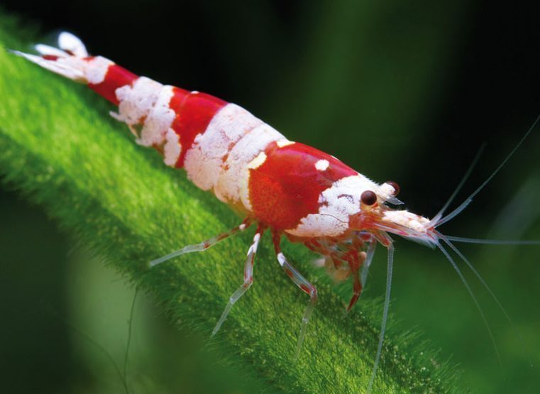 Красный кристалл (Сaridina Crystal Red Shrimp)