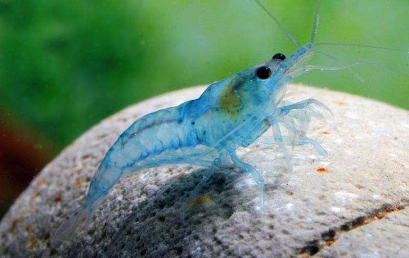 Голубая жемчужина (Neocaridina Blue Pearl Shrimp)