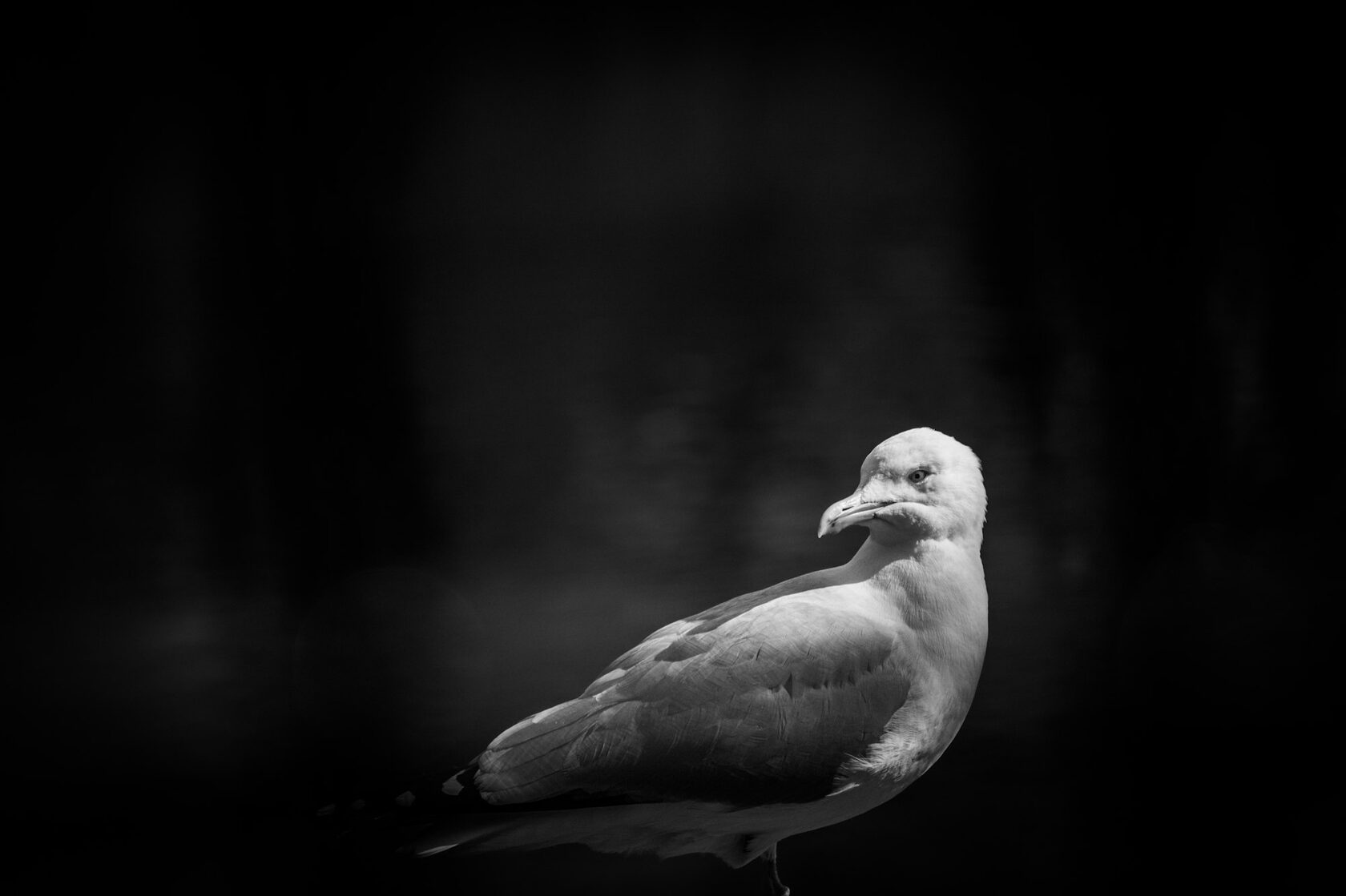 White Crow символ