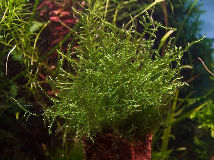 Мох кресценд (Crescend Moss - Drepanocladus aduncus)