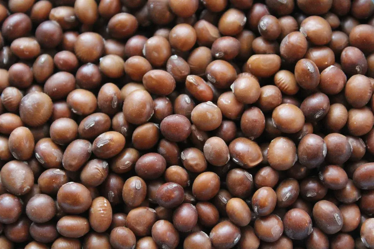 Fruhe Braune