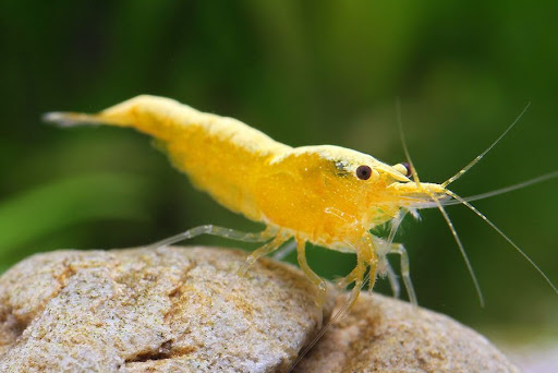 Желтый огонь (Neocaridina heteropoda var. Yellow)