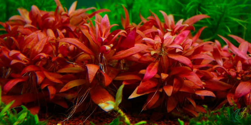Альтернантера Рейнека Мини (Alternanthera reineckii «Mini»)