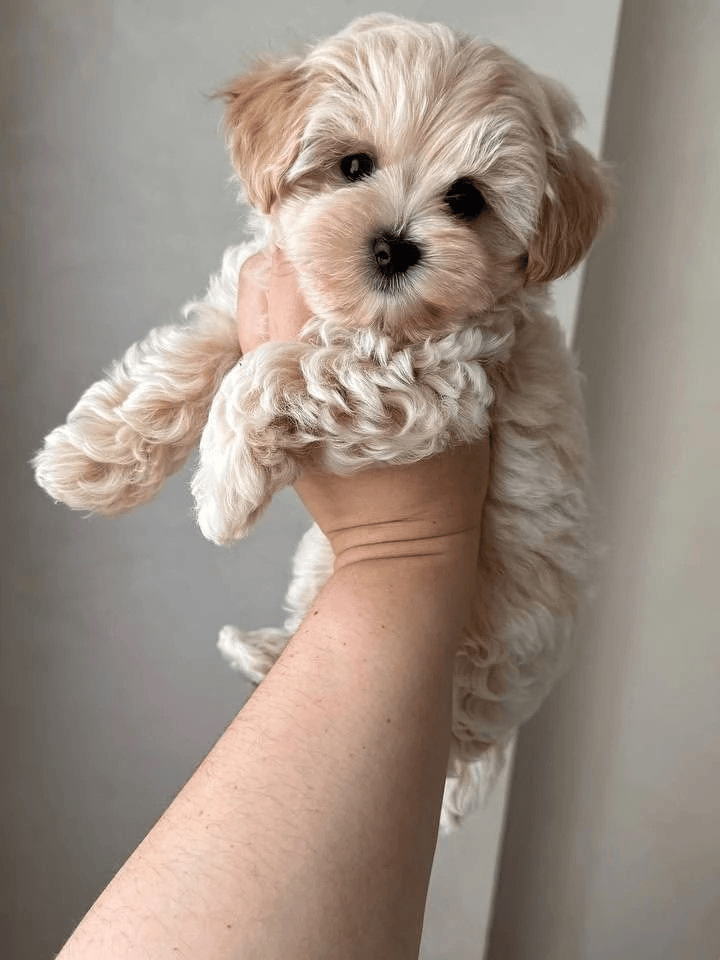 Кекс