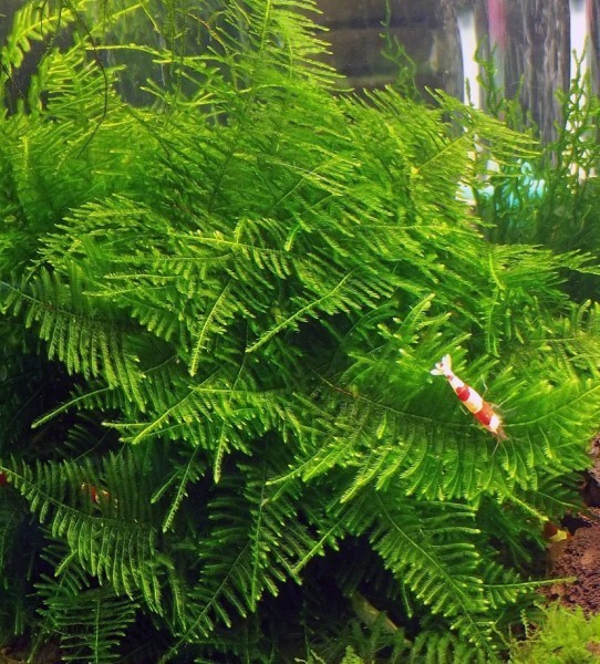 Мох Большая Южная Америка (Moss sp.Giant Soufh America)