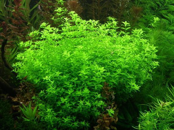 Хемиантус микрантемоидес (Hemianthus glomeratus)
