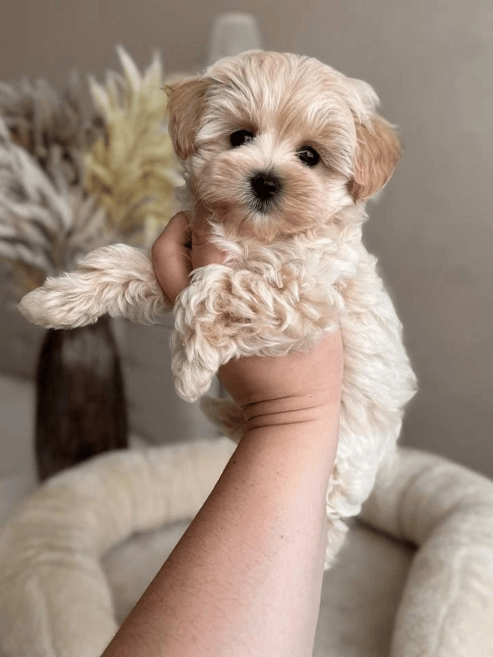 Rosie — красная девочка