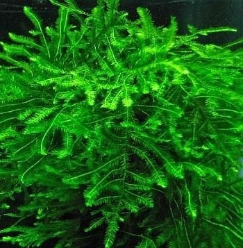 Мох Таксифиллум Спайки (Taxiphyllum Spiky)