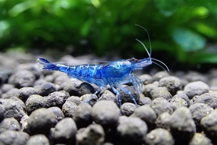 Синяя мечта (Neocaridina Blue Dream Shrimp)