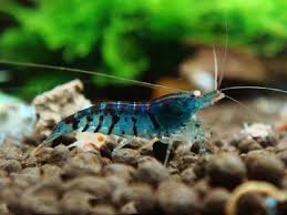 Синие тигры (Сaridina Blue Tiger Shrimp)