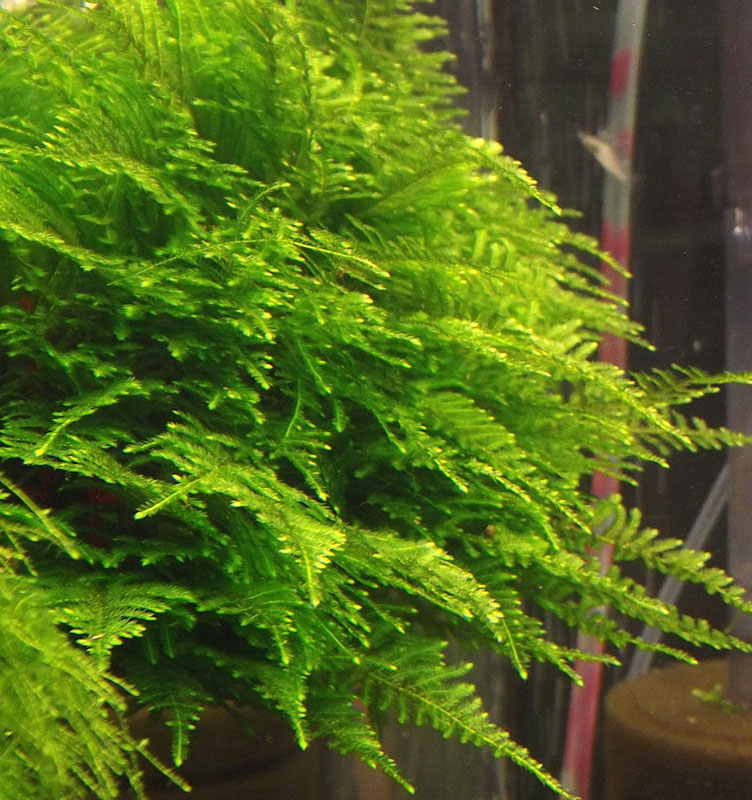 Мох Тайвань (Taiwan moss)