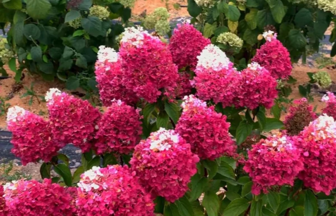 Гортензия метельчатая Strawberry Blossom (Ставберри Блоссом)