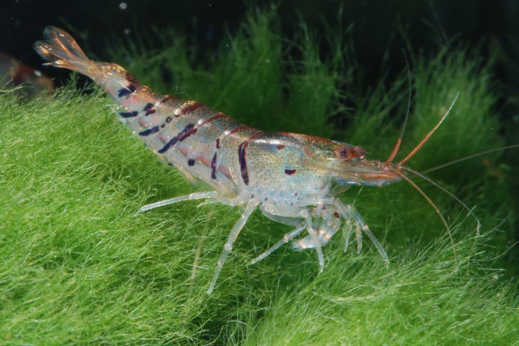 Тигры (Сaridina Tiger Shrimp)