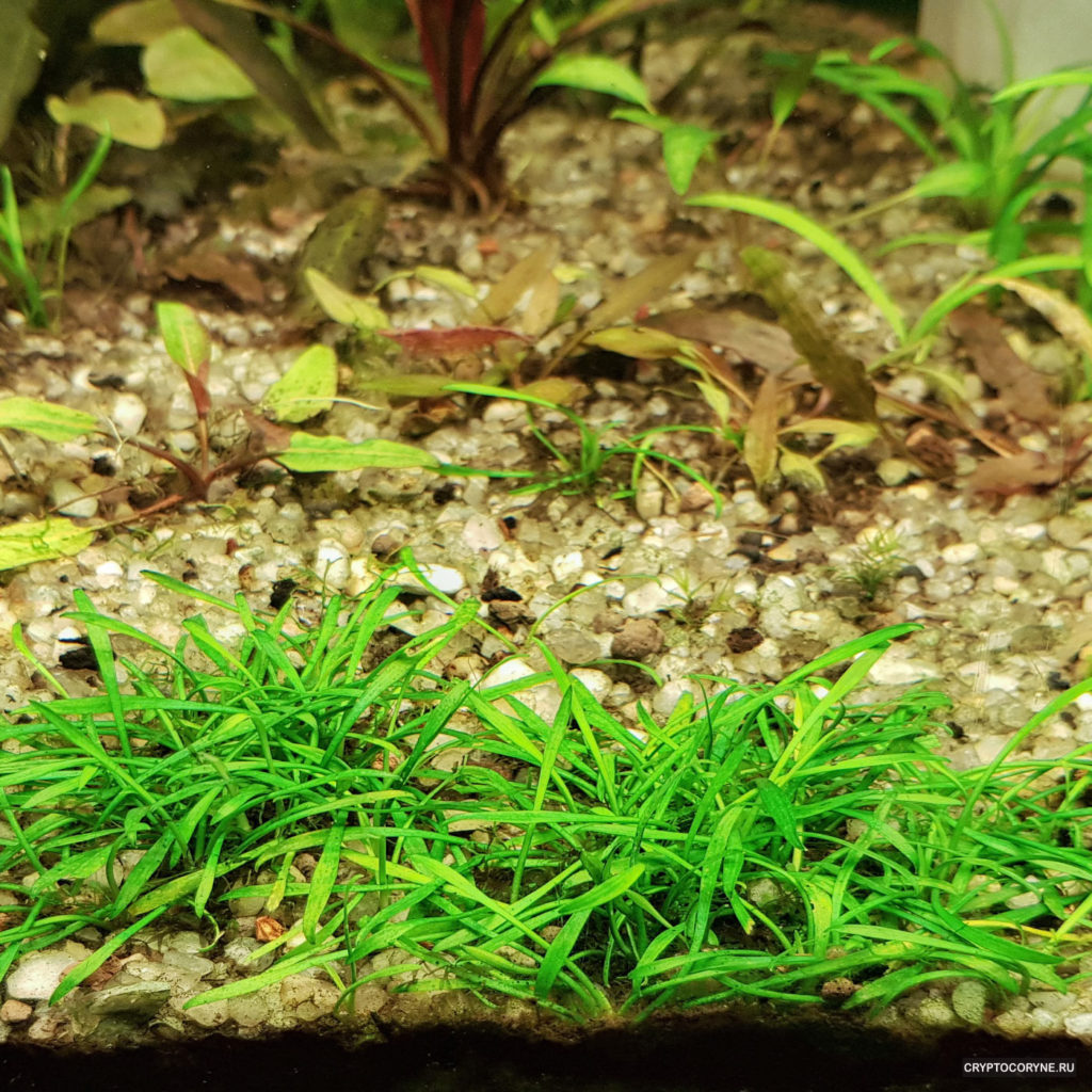 Криптокорина парва Нью мини (Cryptocoryne parva new mini)