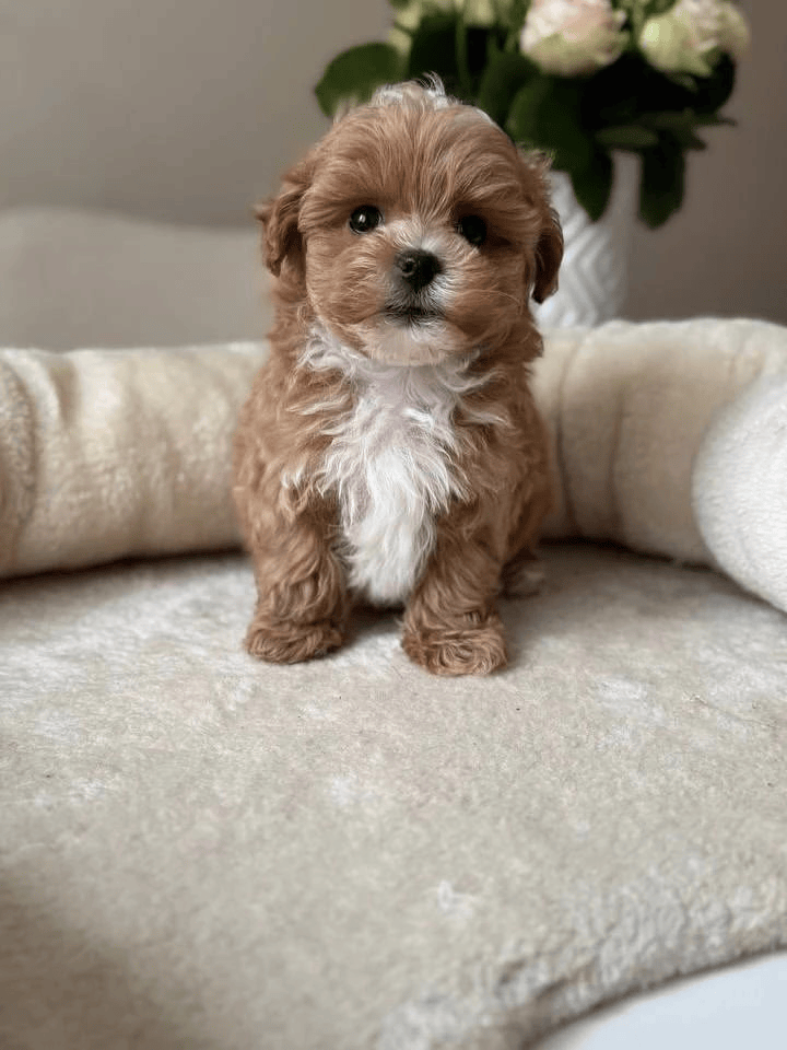 Hugo — красный мальчик