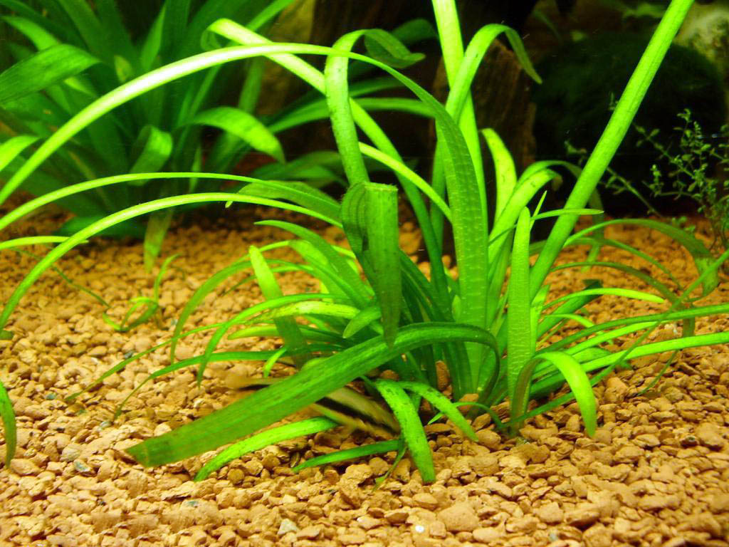 Стрелолист шиловидный (Sagittaria subulata)