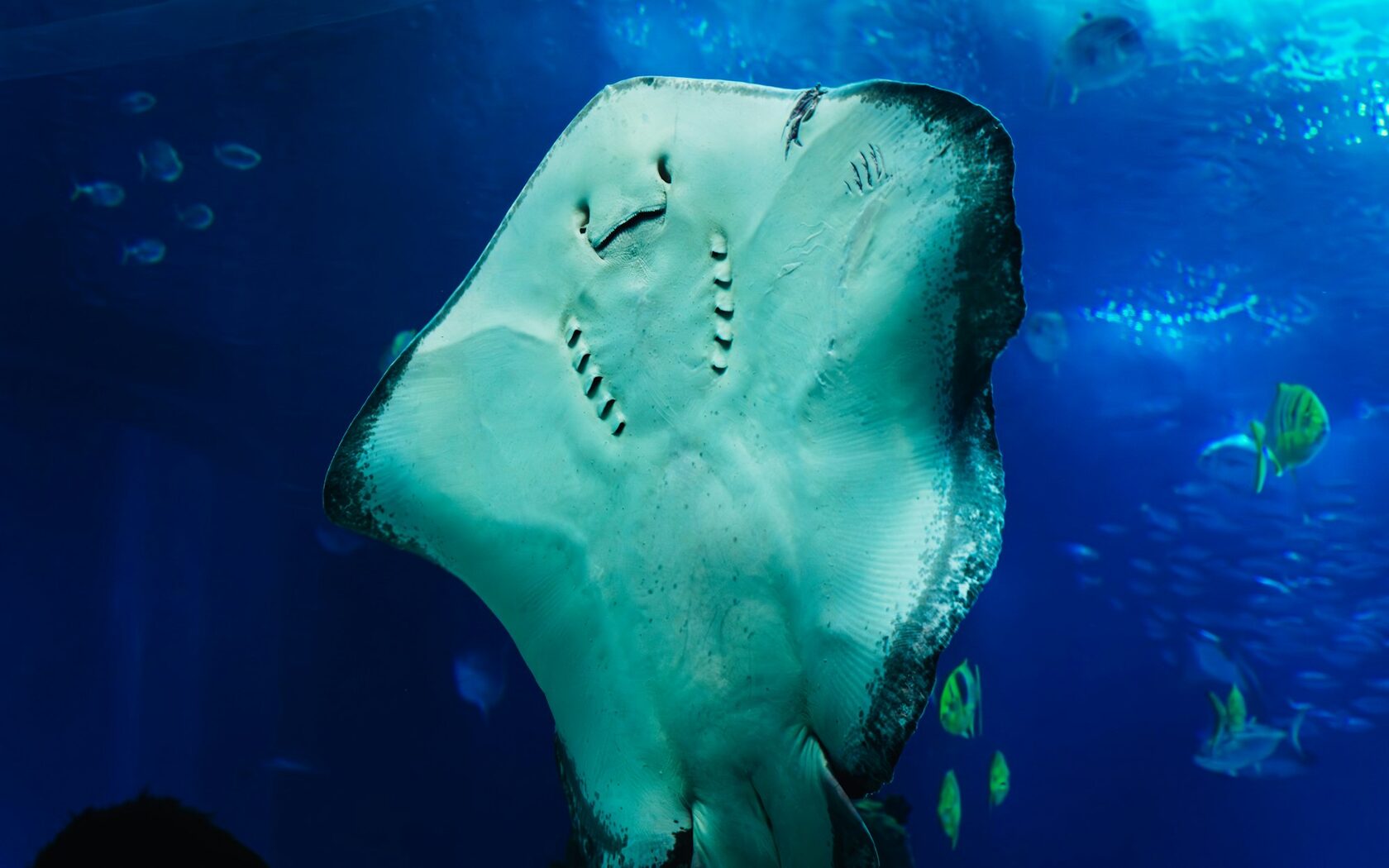 Stingray