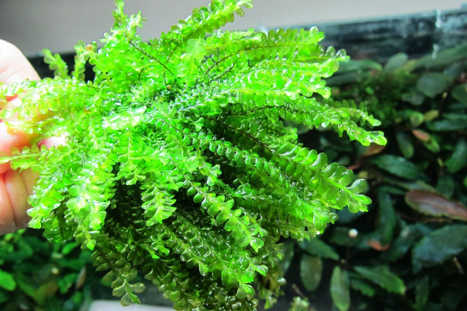 Мох камерун (Cameroon moss)