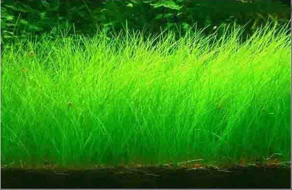 Ситняг крошечный (Eleocharis parvula)