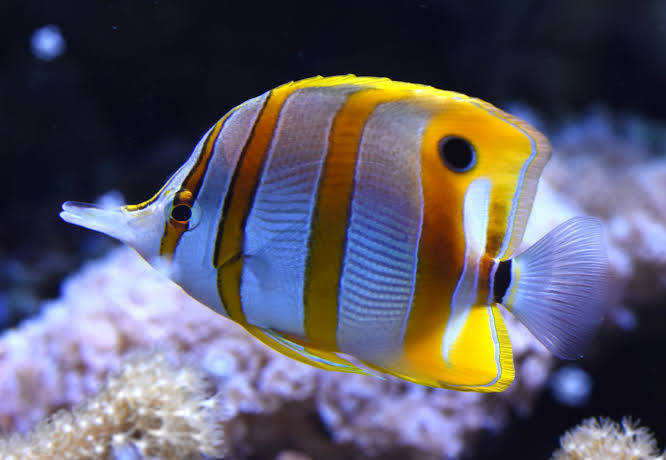 Butterflyfish