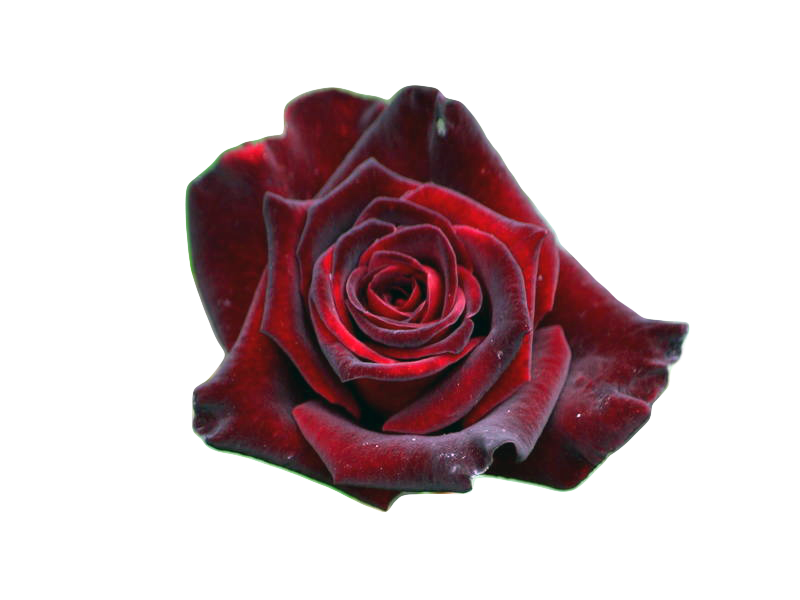 Саженцы роз