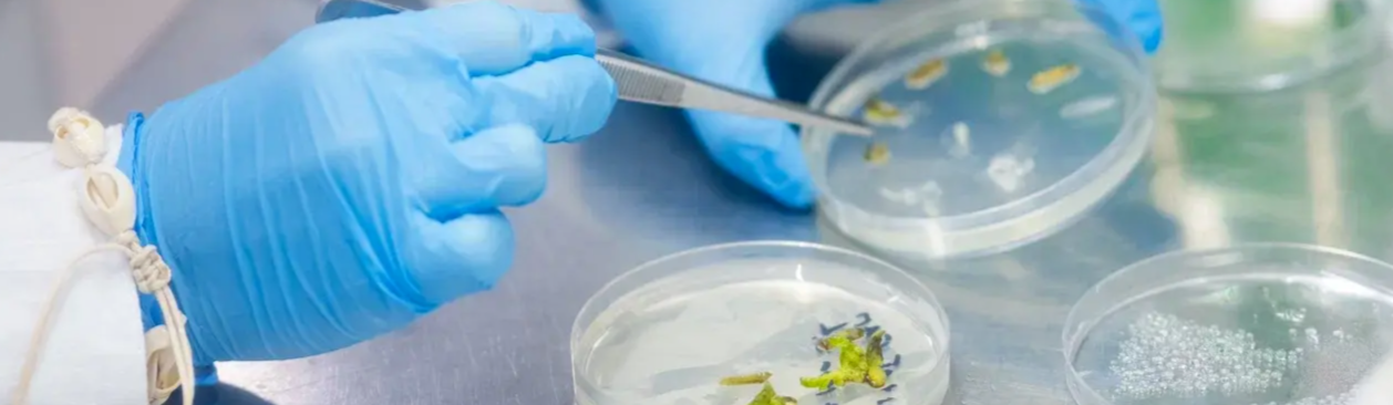 Tissue culture