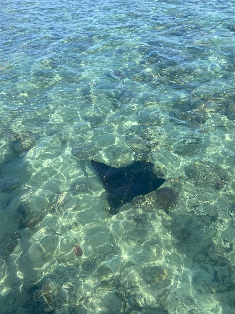Stingray