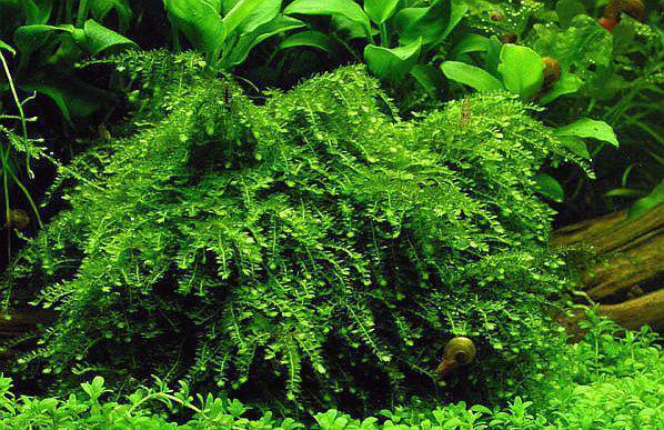 Мох Везикулярия ферри Випинг (Vesicularia ferriei (Weeping)