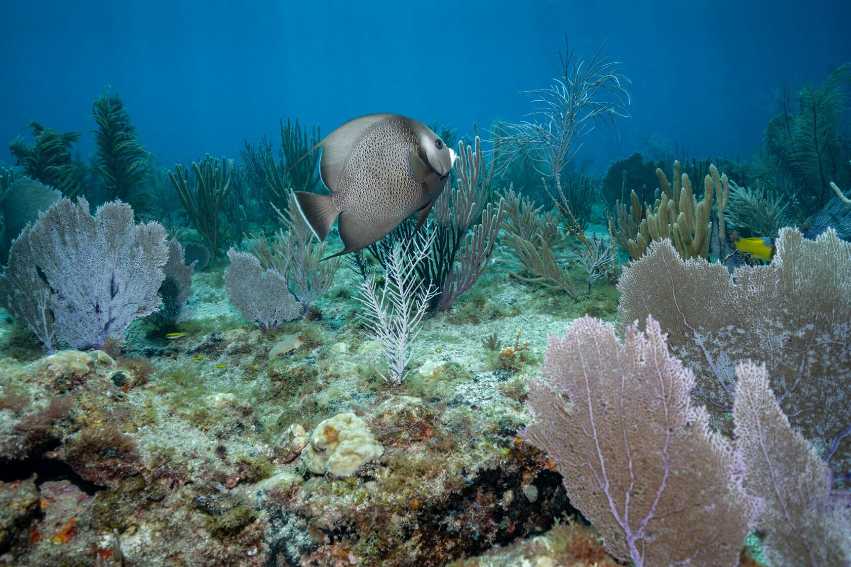 Angelfish