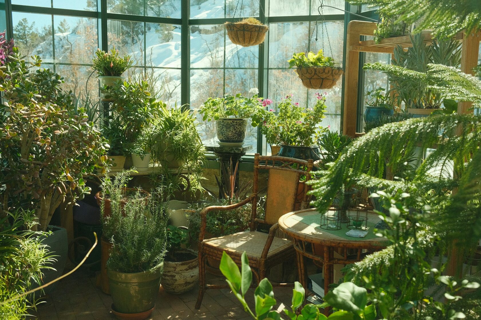 Теплица питомника Little Plant с рядами растений