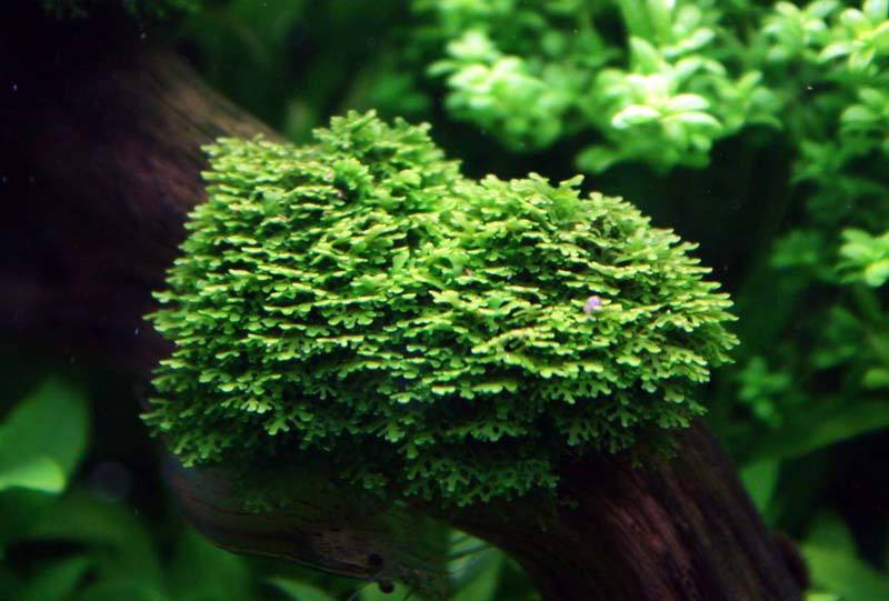 Мох Риккардия (Riccardia graeffei)