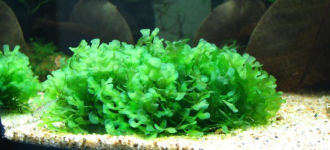 Ломариопсис линеата (Lomariopsis lineata)