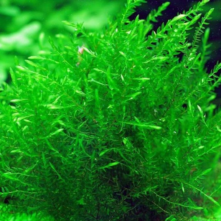 Мох фонтиналис антипиретика Уиллоу (Fontinalis antipyretica Willow)